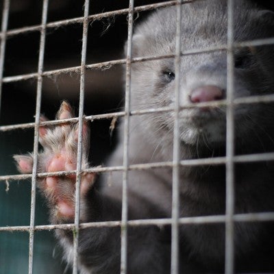 A male mink at a fur farm