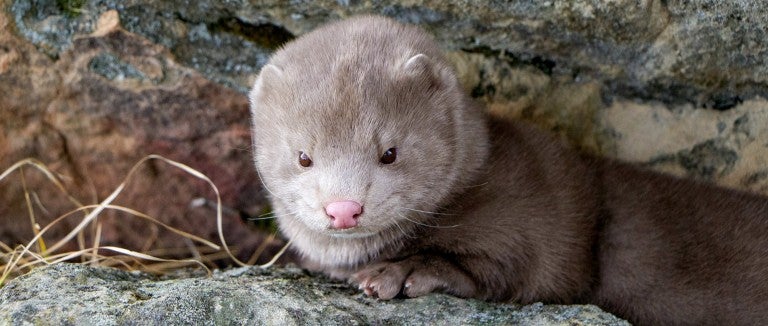 Photo of a mink rescued from a fur farm.