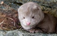 Photo of a mink rescued from a fur farm.