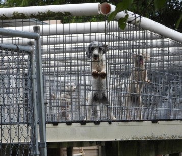 Dogs behind cages outdoors