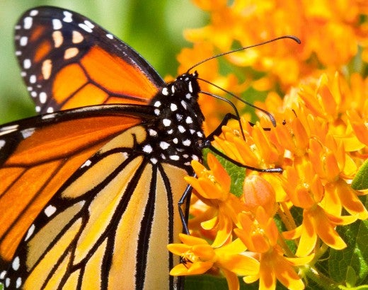 monarch butterfly on a milkweed flower