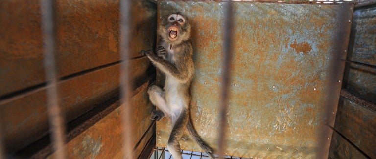 Monkey scared behind bars