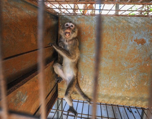 Monkey scared behind bars