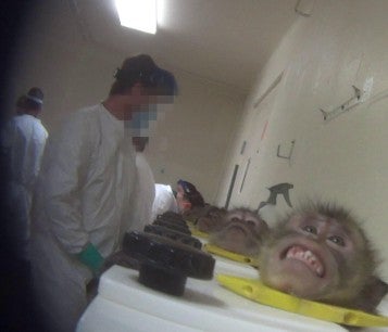 Monkey in restraint