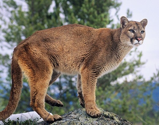 Mountain Lion standing on rock.