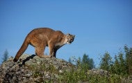 Mountain lion on a rock in Montana