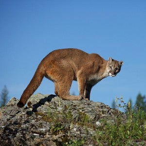 mountain lion