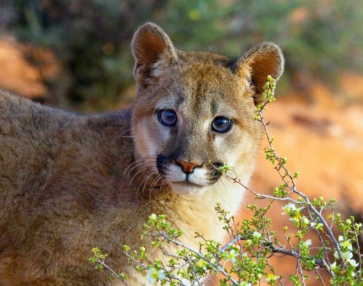 Trophy hunting often targets animals like this mountain lion  