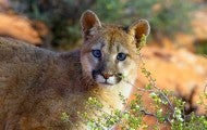 Mountain lion in the wild