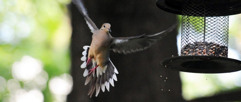 Mourning dove flying to a bird feeder