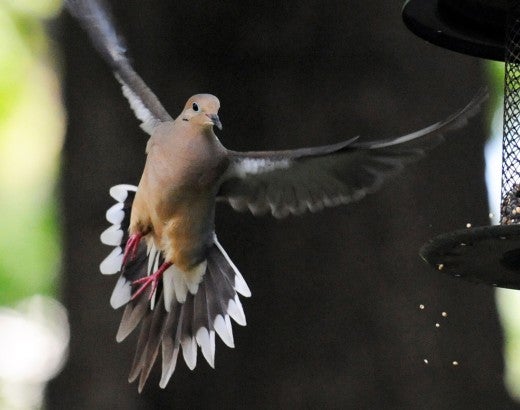Mourning dove flying to a bird feeder