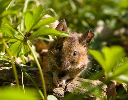 wild mouse 