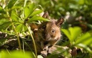 wild mouse 