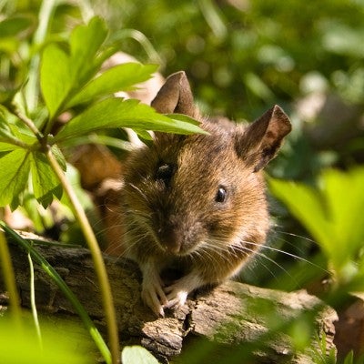 wild mouse 