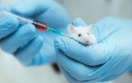 Mouse being injected