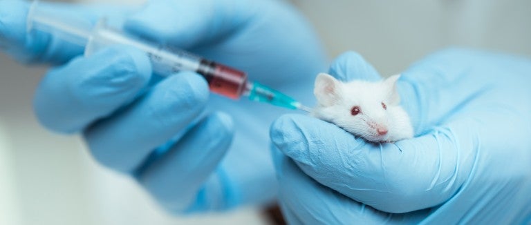 Mouse being injected