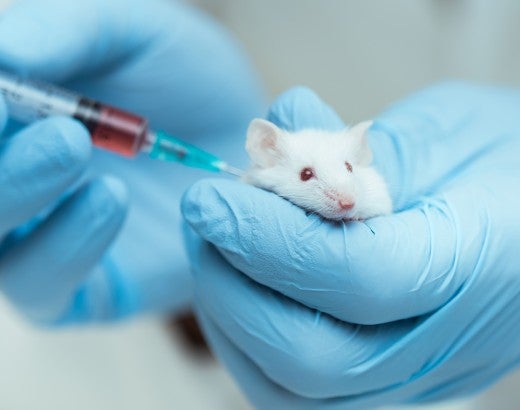 Mouse being injected