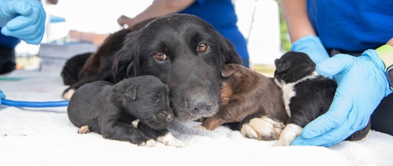 HSUS staff member with a dog and her puppies rescued from a large-scale alleged cruelty case at a puppy breeding operation in Hertford County, North Carolina.