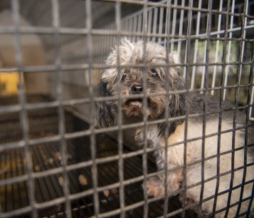 Puppy mill rescue pup