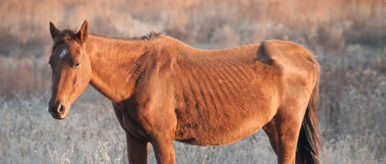 Neglected horse before being rescued - report animal abuse and animal cruelty