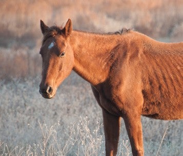 Neglected horse before being rescued - report animal abuse and animal cruelty
