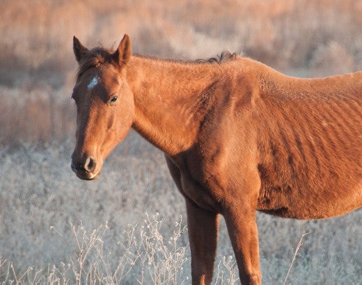 Neglected horse before being rescued - report animal abuse and animal cruelty