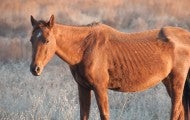 Neglected horse before being rescued