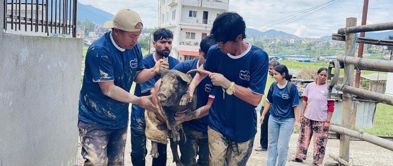 A group of people holding a pig