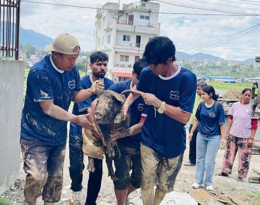 A group of people holding a pig