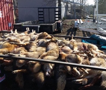 Dead coyotes in truck bed