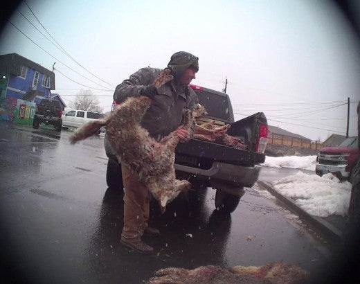 Man throwing dead coyote into truck