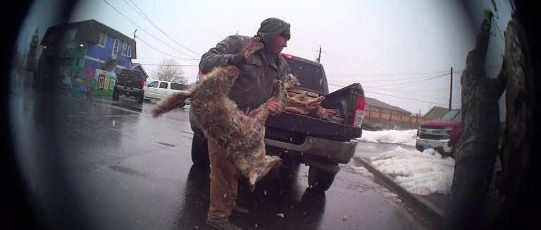 Man throwing dead coyote into truck