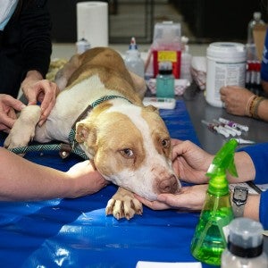 Dog receives treatment at temporary shelter following rescue