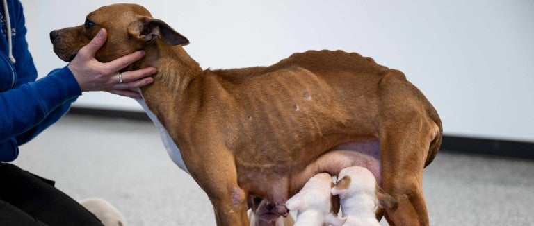 Woman petting mother dog and puppies