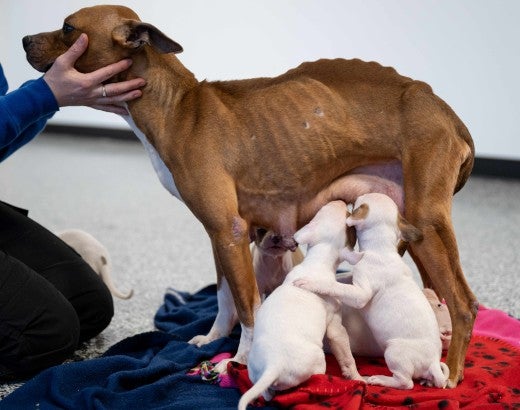 Woman petting mother dog and puppies