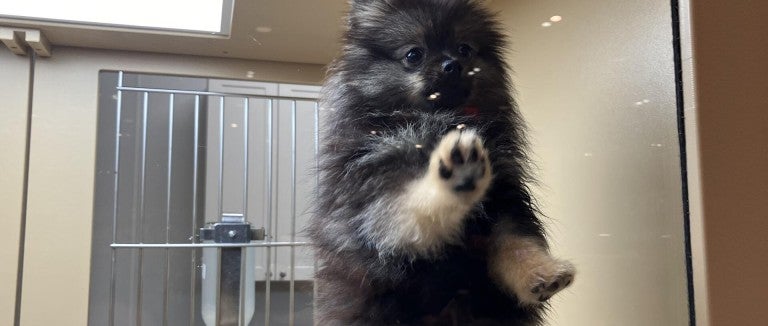 A dog pawing at the glass pane of their enclosure