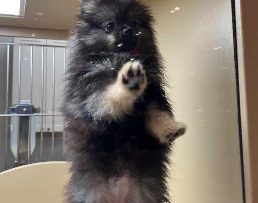 A dog pawing at the glass pane of their enclosure