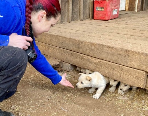 Curious puppy comes out from under wooden porch to approach HSUS rescuer 