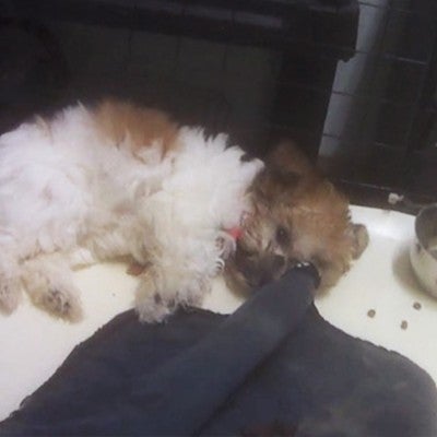 Cindy Lou, a Havanese puppy was found ill at Puppy Heaven in Las Vegas.