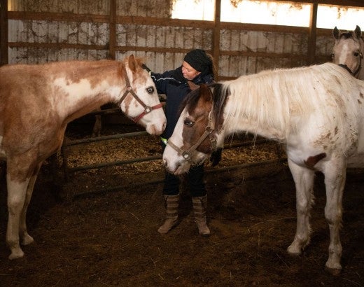 Horses being rescued from a neglect situation in Ohio