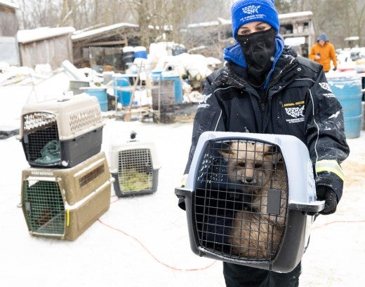 Person holding a crate with a fox
