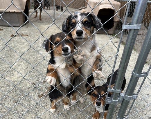 A group of three dogs stand next to a kennel