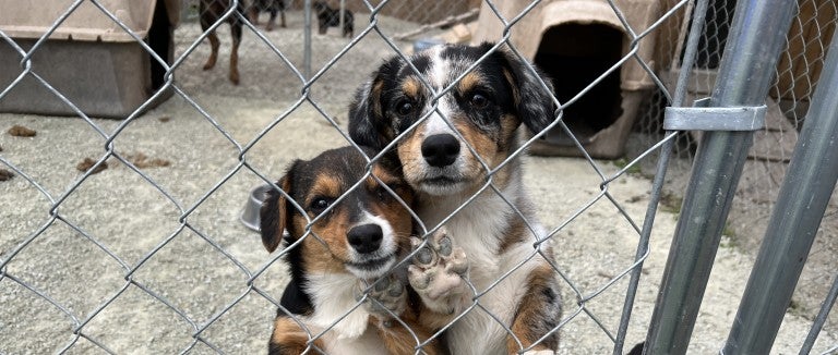 A group of three dogs stand next to a kennel