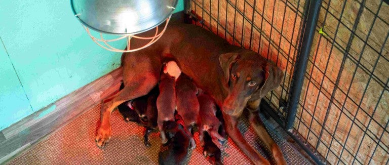 A mother dog with a litter of nursing puppies