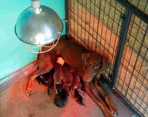 A mother dog with a litter of nursing puppies