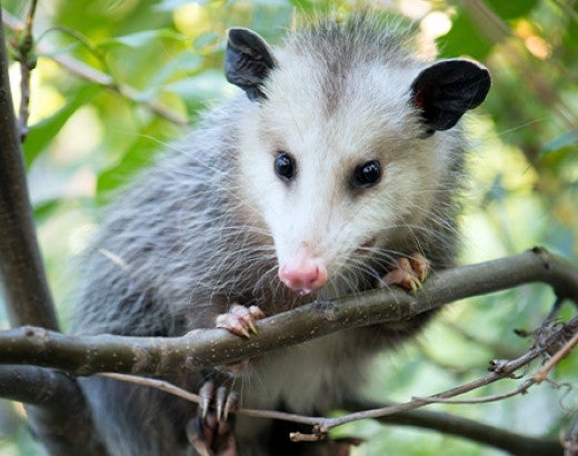 opossum in a tree