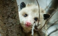 opossum in a tree