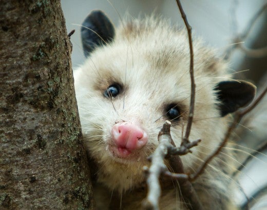 opossum in a tree