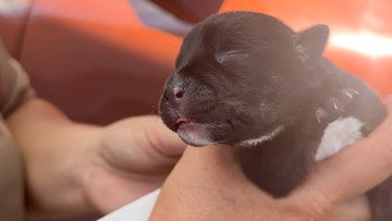 Puppy being held during Hurricane Helene response