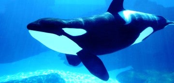 captive orca in a marine park